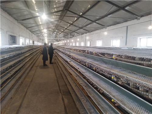 30萬只鵪鶉客戶使用美博士鵪鶉飼料情況